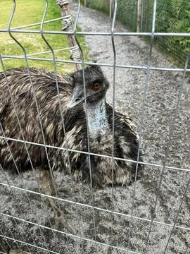 Emu Bird Looking at Camera Through a Wire Fence in Eco-Park Stock Photos