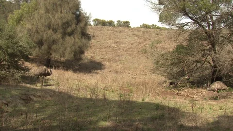 Emu Bird Pair Emus Standing and Walking in Wild in Australia Stock Footage 128090433