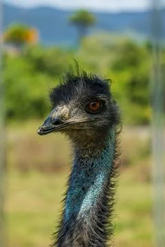 Emu bird Stock Photos