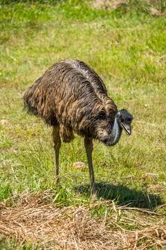 Emu bird Stock Photos
