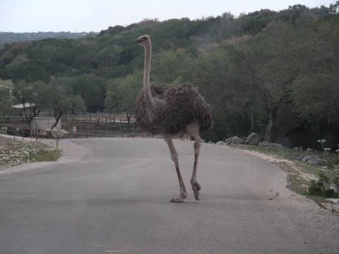 Emu Bird 写真素材