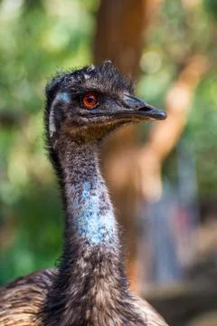 Emu bird staring Stock Photos