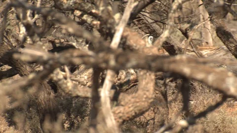 Emu Bird Walking Moving through Forest Brush and Shrub in Australia Stock Footage 128088811