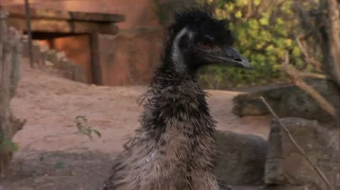 Emu in Captivity HD Video Stock Footage 22149803