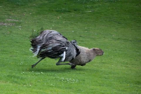 Emu chasing capybara Stock Photos
