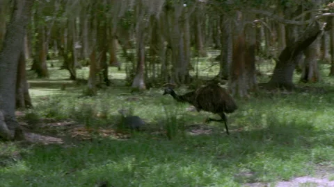 An Emu chasing a guineafowl Stock Footage 233327508