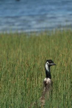 Emu checking out the action in tall grass near lake Stock Photos