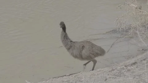 Emu  chick drinking outback 4 Vídeo Stock 330980665