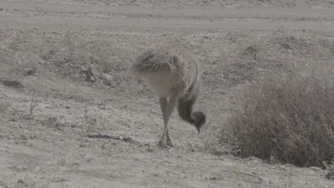 Emu  chick feeding outback  Видео 330980885