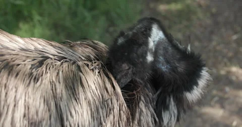 Emu Cleaning Feathers Closeup Stock Footage 329343810