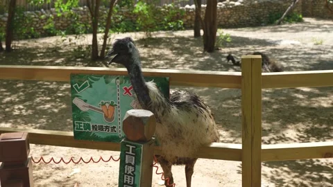Emu close-up feeding interactive area Stock Footage 195472653