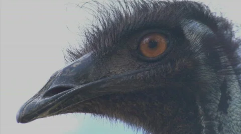 Emu close Stock Footage 574684