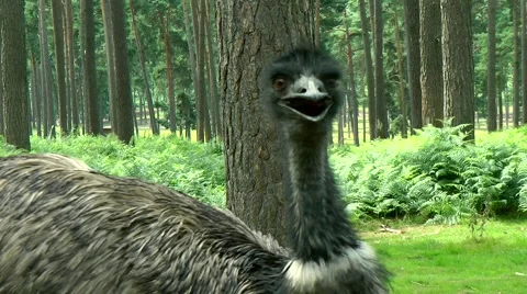 Emu close up Stock Footage 881764