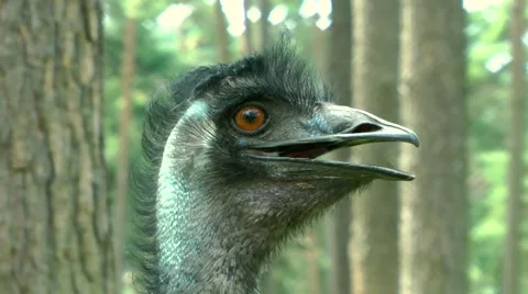 Emu close up Stock Footage 881771