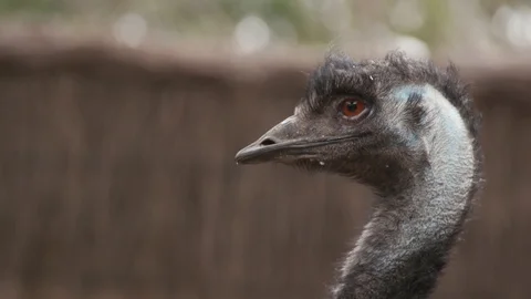 Emu close up Stock Footage 106591731