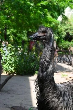 Emu close-up portrait Photos