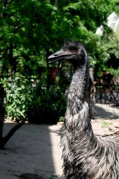 Emu close-up portrait Photos