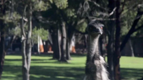 Emu close up walking 스톡 동영상 67341571