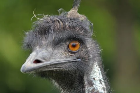 Emu closeup Stock Photos
