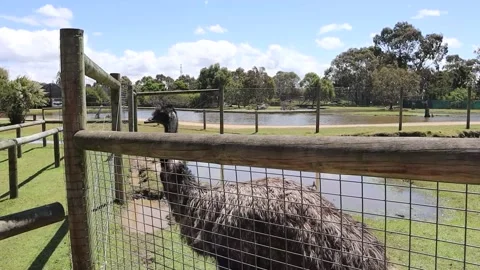Emu at a conservation sanctuary Stock Footage 229457567
