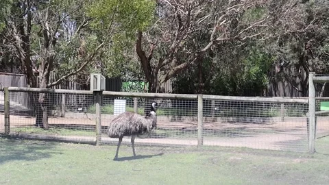 Emu at a conservation sanctuary Stock Footage 229458614
