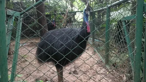 An Emu couple in zoo captivity Stock Footage 220723837