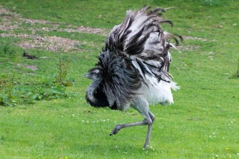 Emu displaying Stock Photos