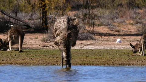 Emu drinking in a pond Stock Footage 140109042