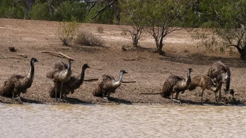 Emu  drinking,  seven  in frame Stock Footage 140135329