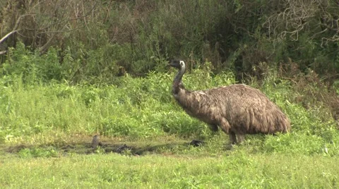 Emu Drinking Water from Spring in Australia Stock Footage 62890949