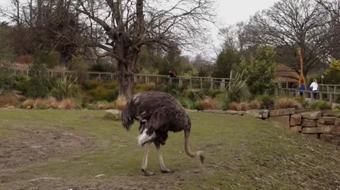 Emu Eating Stock Footage