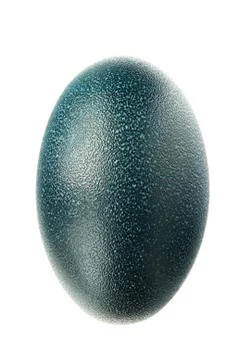 Emu egg Stock Photos