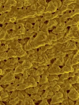 Emu eggshell surface, SEM Stock Photos