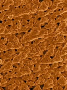 Emu eggshell surface, SEM Stock Photos