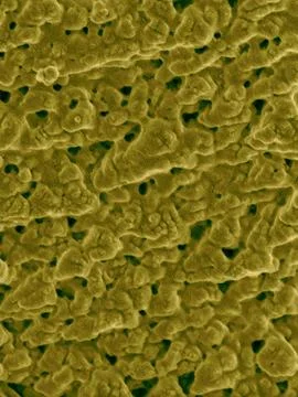 Emu eggshell surface, SEM Stock Photos