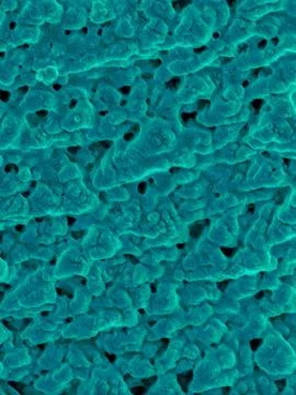 Emu eggshell surface, SEM Stock Photos