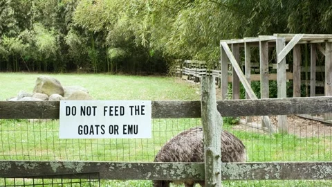 Emu in an Enclosure with a Do Not Feed Sign Stock Footage 337587620