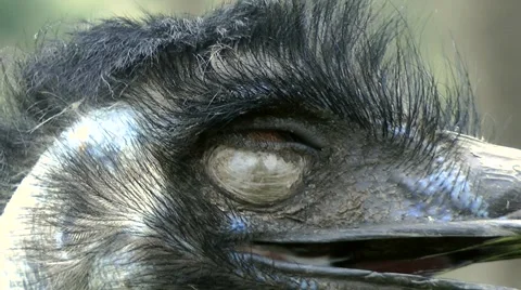 Emu extreme closeup Stock Footage 881763