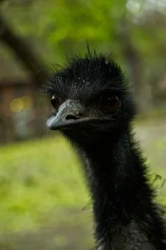 Emu eye in a close-up view Stock-Fotos