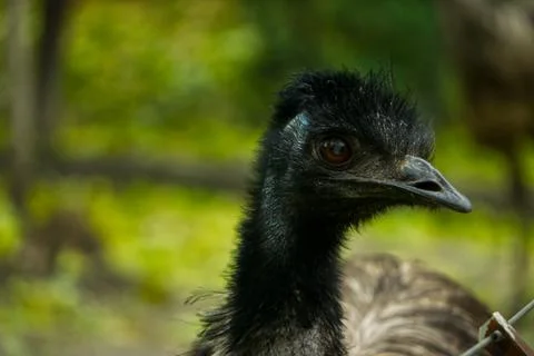 Emu eye in a close-up view Stock-Fotos