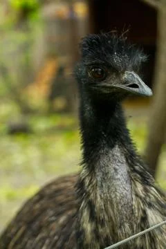 Emu eye in a close-up view Stock-Fotos