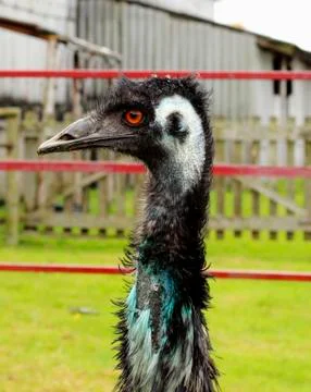 Emu farm paddock Stock Photos