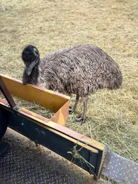 Emu on the Farm Stock Photos