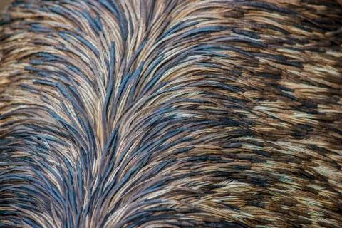 Emu feathers pattern background Stock Photos