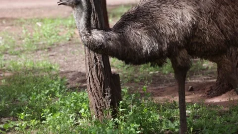 EMU feed on grass in camping ground close up Stock Footage 329012847