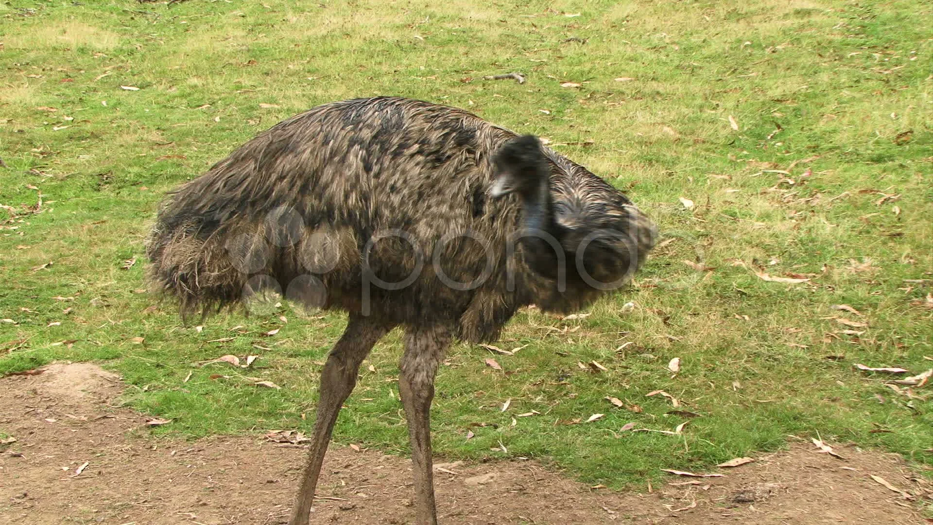 Emu In A Field Stock Video Pond5