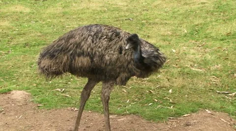 Emu in a field Stock-Footage 11335117