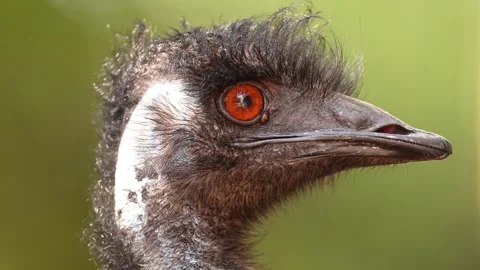 Emu flightless bird of Australia Stock Footage 327607709