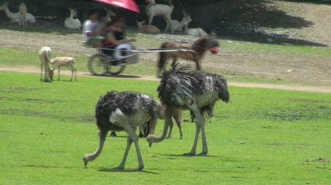 Emu Video stock 637079