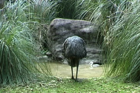 Emu Video stock 817470